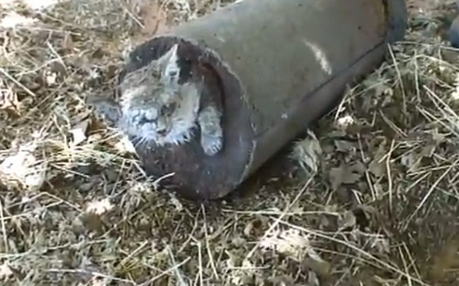 Γάτα βρέθηκε μέσα σε σωλήνα τσιμέντου